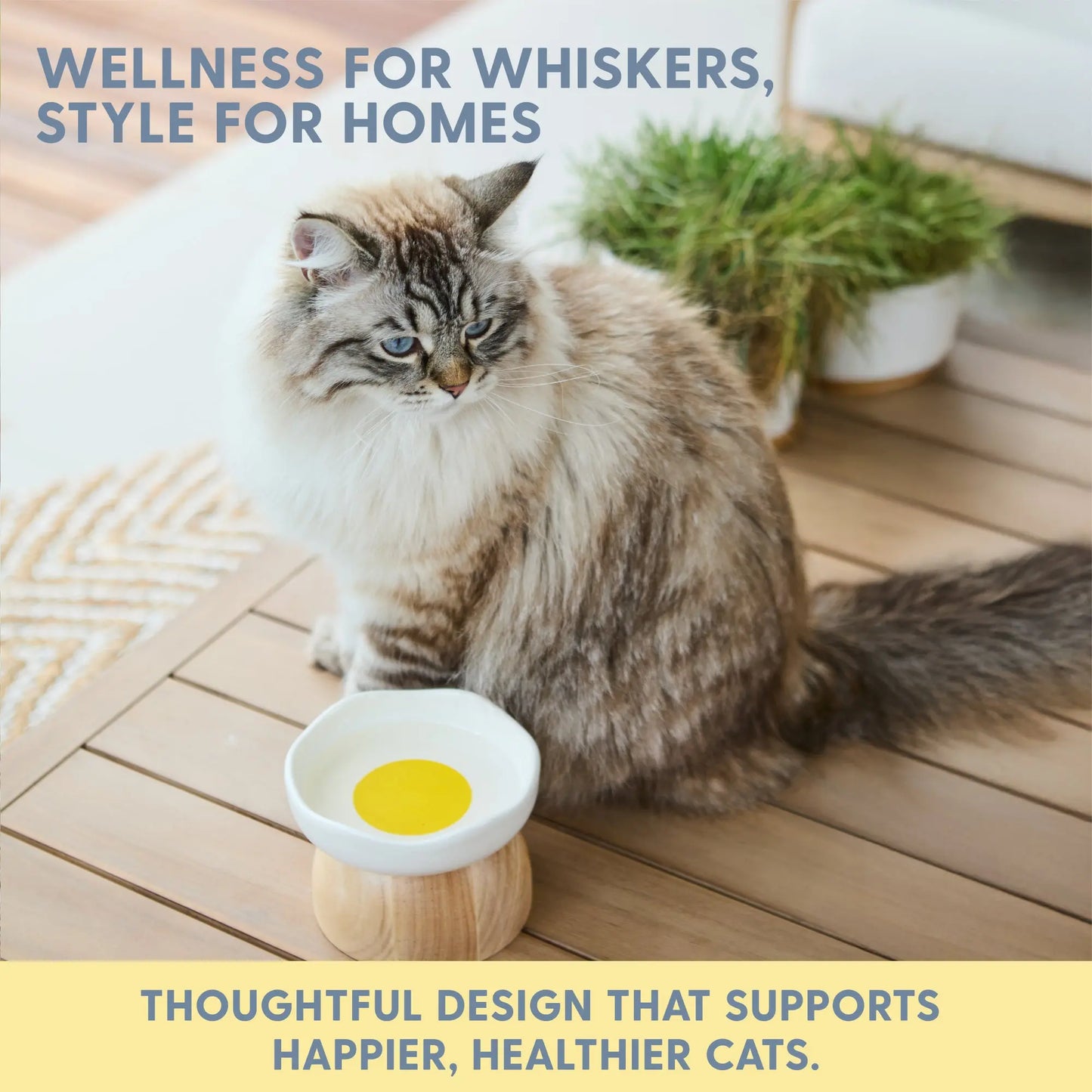 Egg Cat Bowl